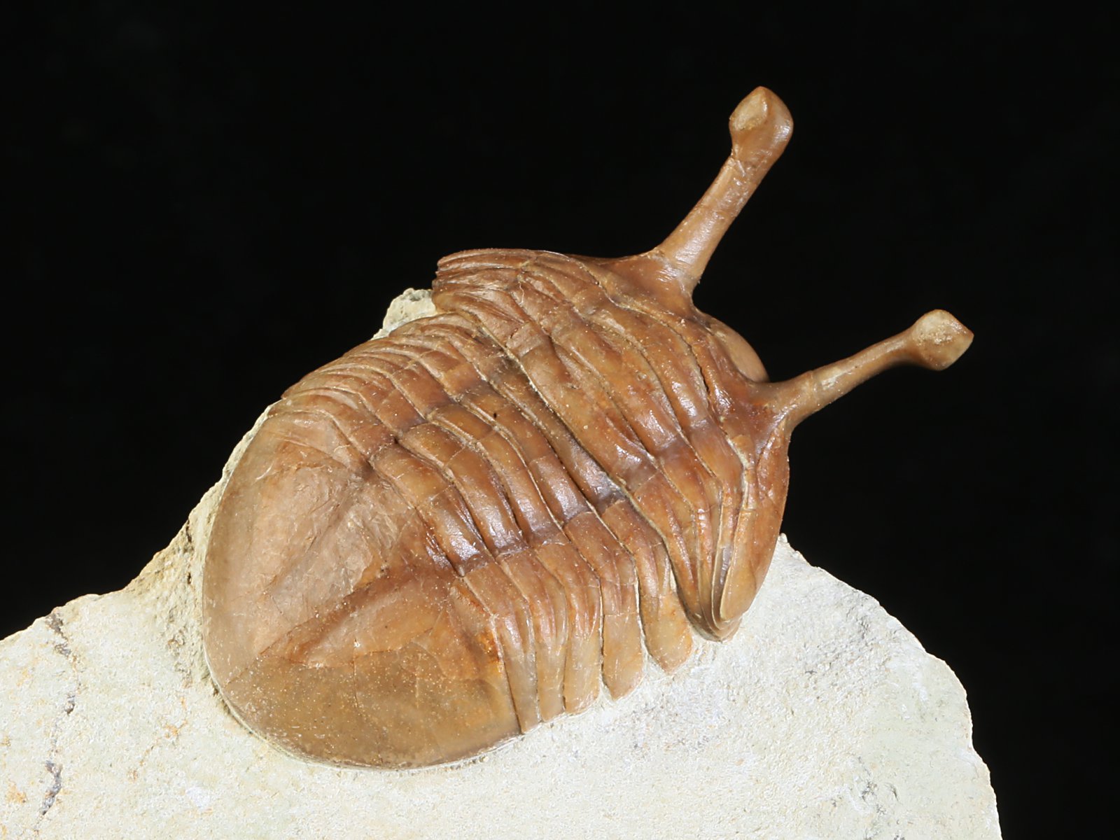 k 10877 8 Asaphus kowalewskii LAWROW 1868 - Image 9