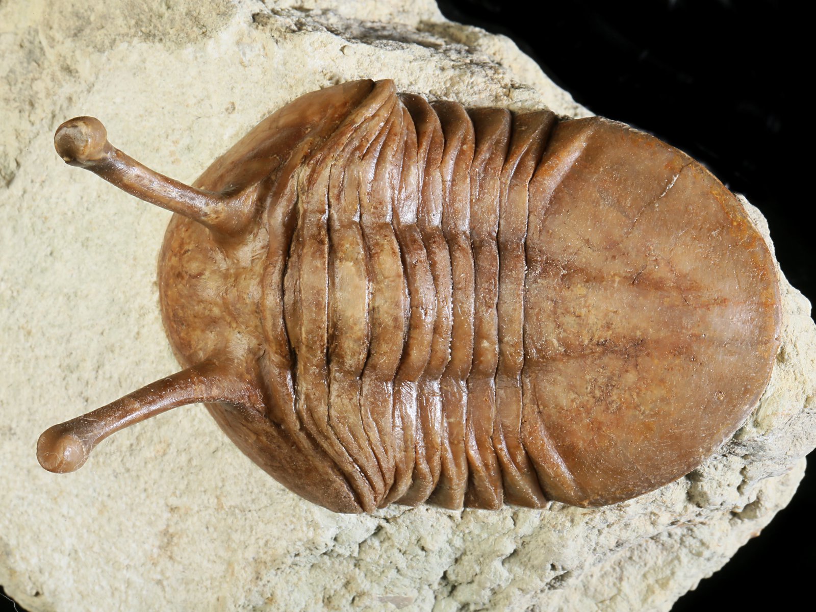 k 10878 1 Asaphus kowalewskii LAWROW 1868 - Image 2