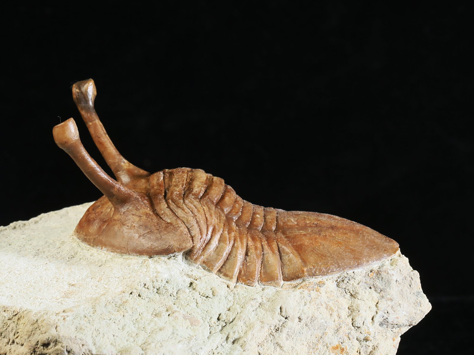 k 10878 2 Asaphus kowalewskii LAWROW 1868 - Image 3