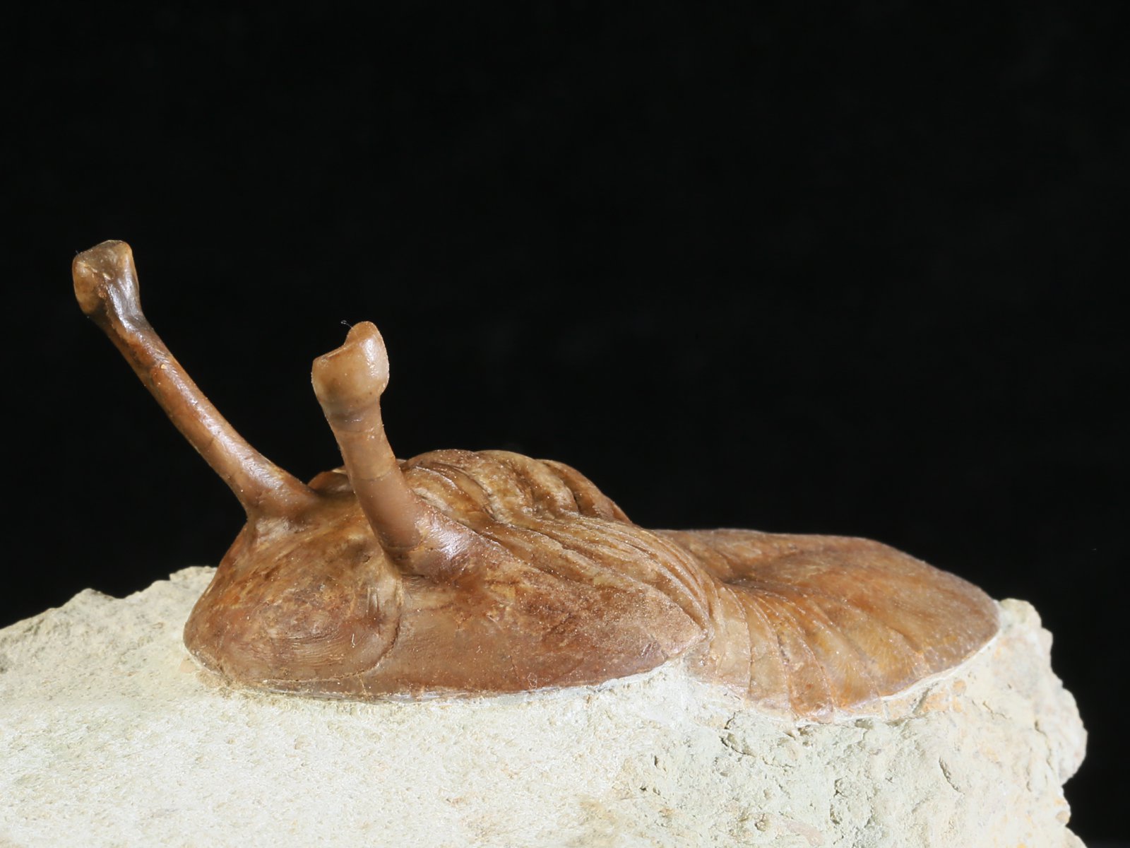 k 10878 3 Asaphus kowalewskii LAWROW 1868 - Image 4