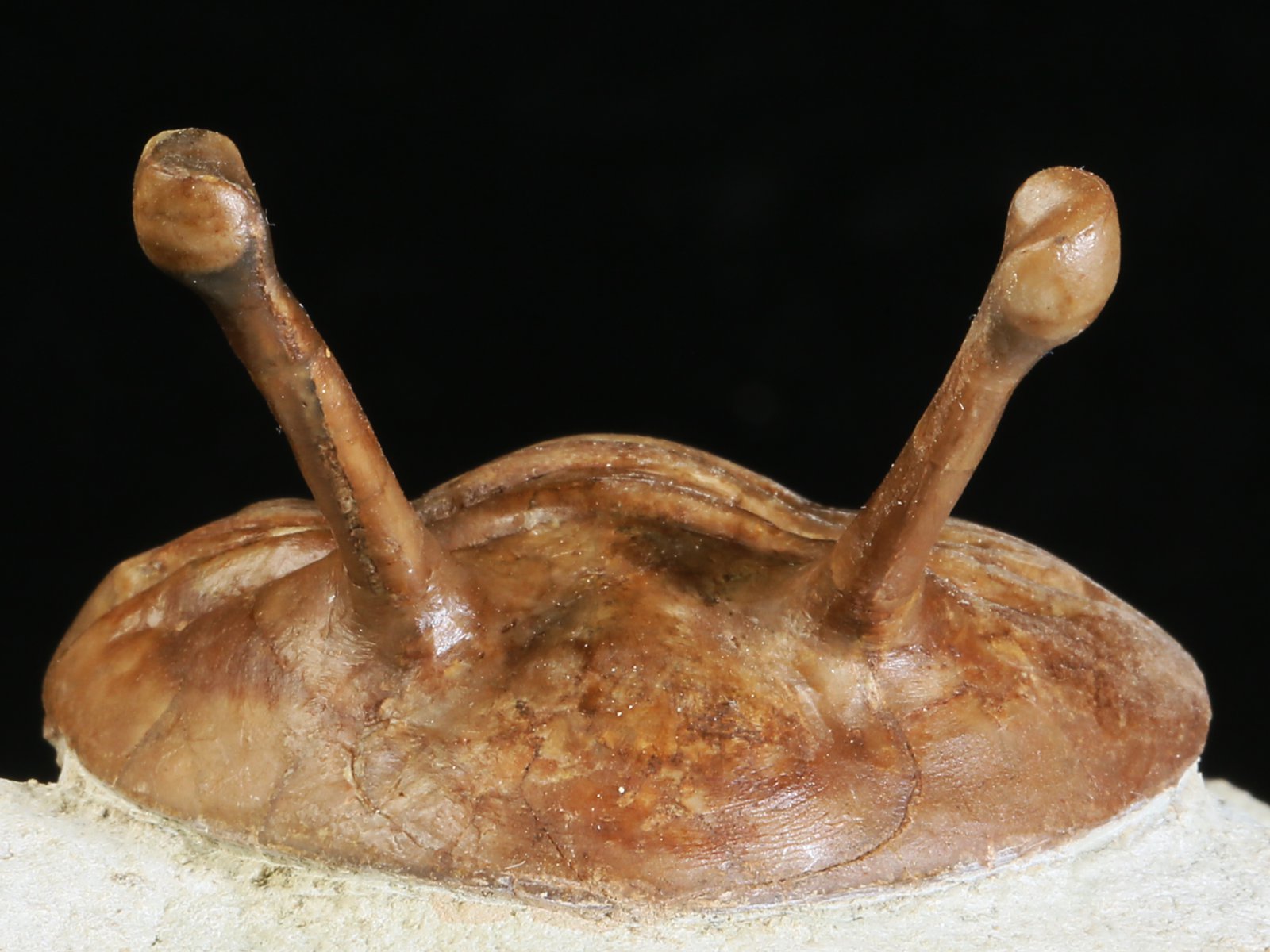 k 10878 4 Asaphus kowalewskii LAWROW 1868 - Image 5