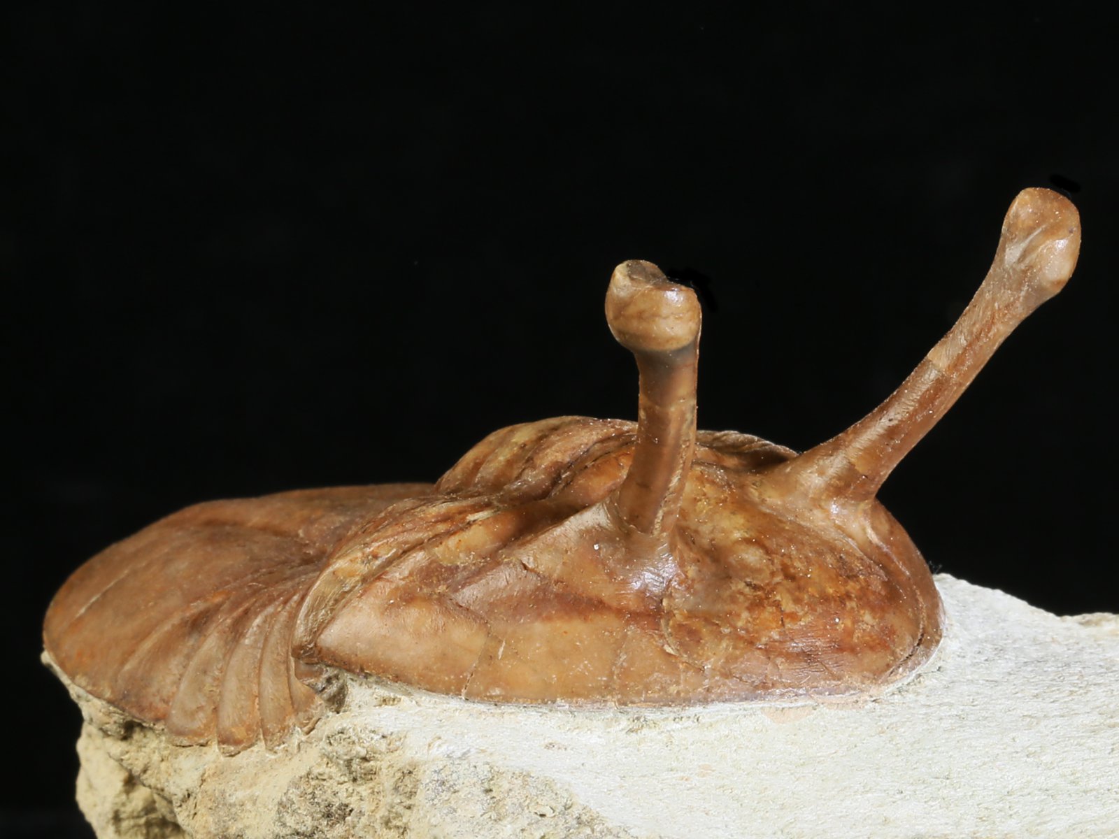 k 10878 5 Asaphus kowalewskii LAWROW 1868 - Image 6