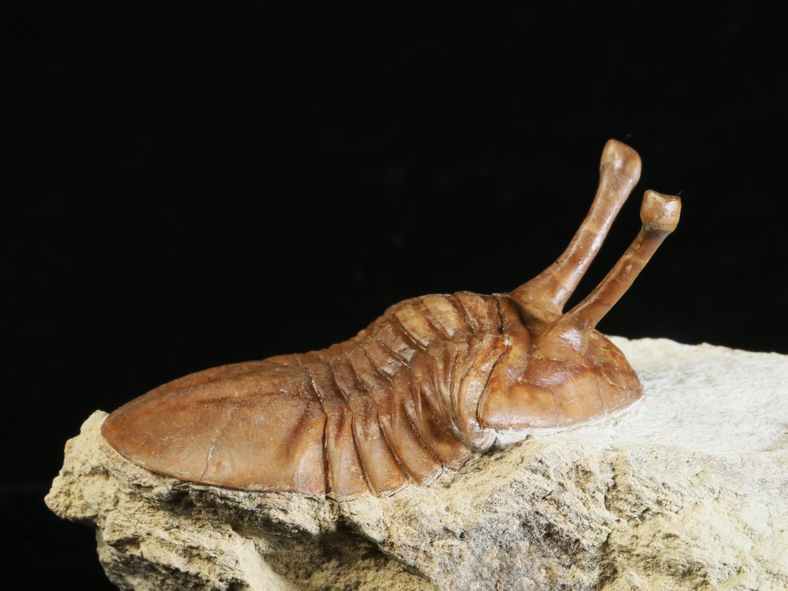 k 10878 6 Asaphus kowalewskii LAWROW 1868 - Image 7