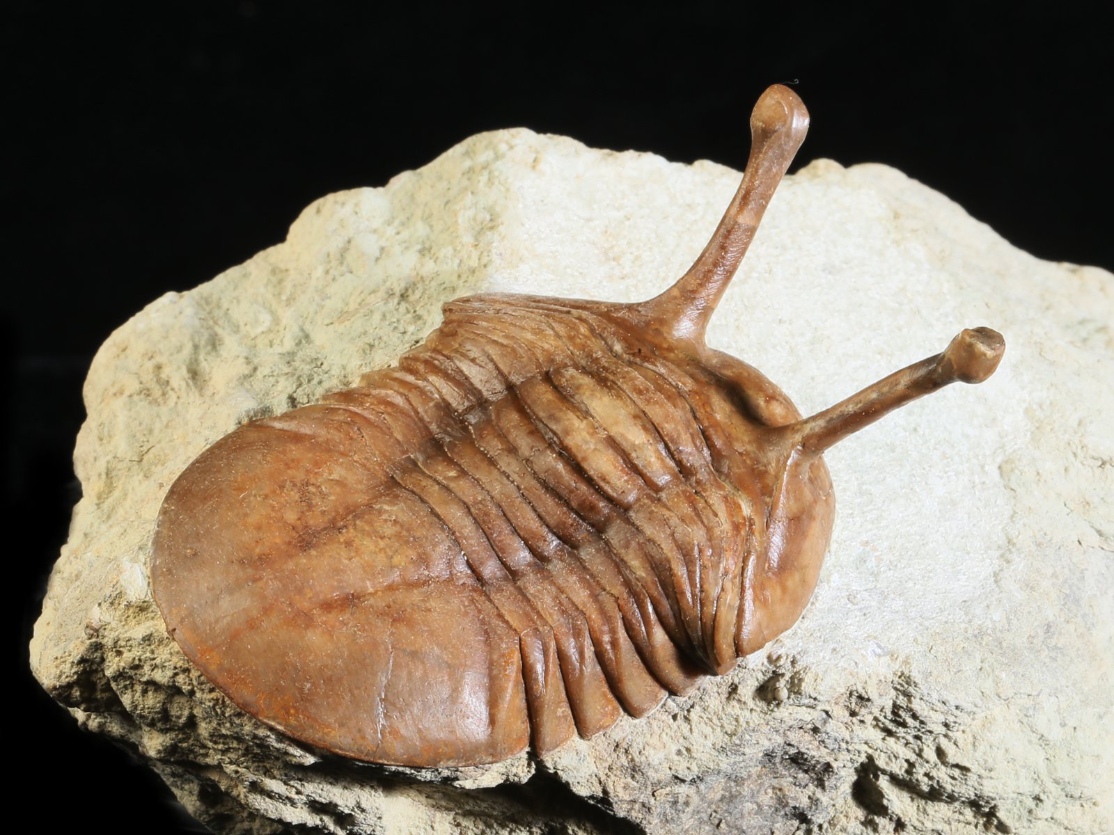 k 10878 7 Asaphus kowalewskii LAWROW 1868 - Image 8