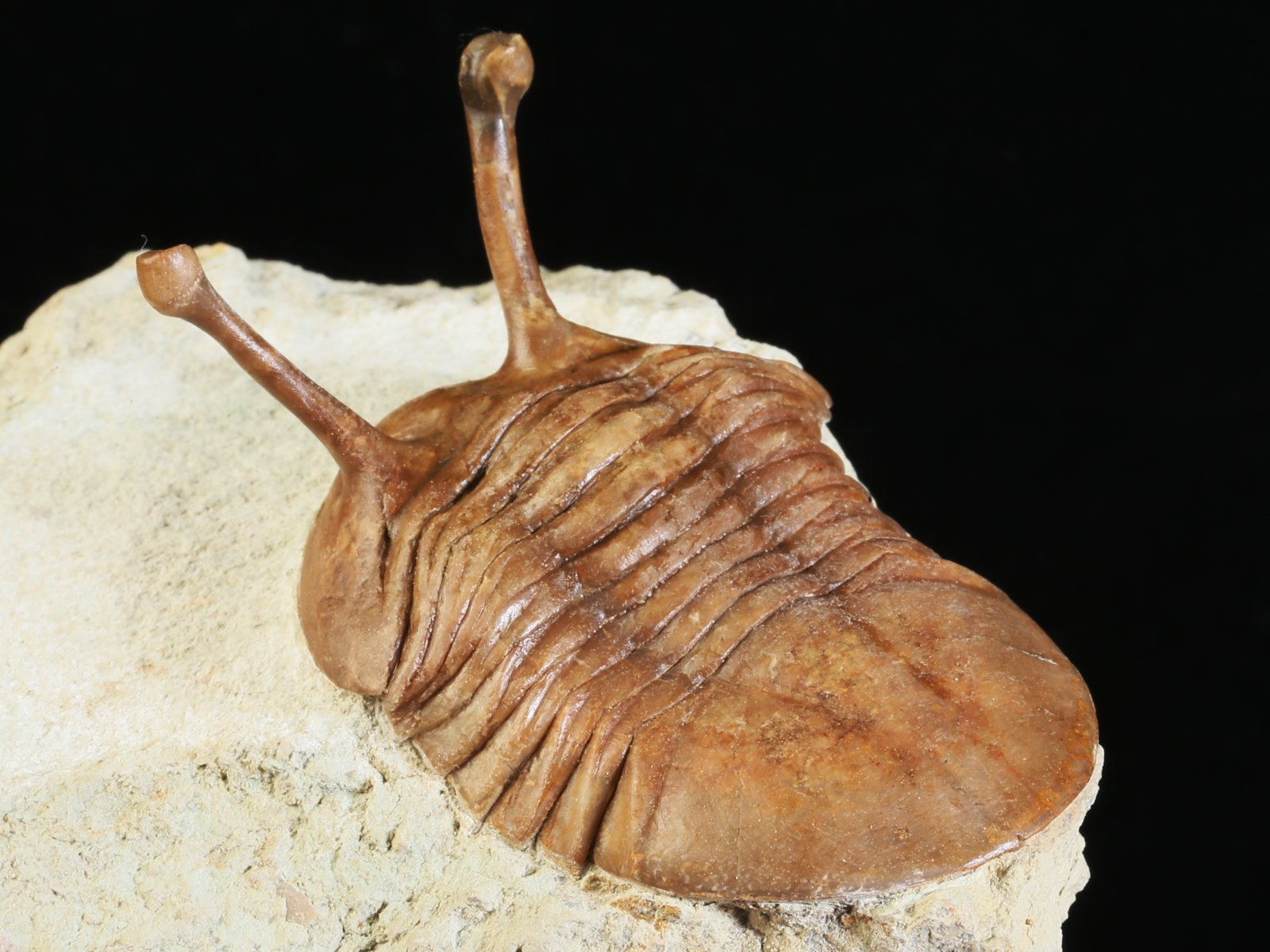 k 10878 8 Asaphus kowalewskii LAWROW 1868 - Image 9