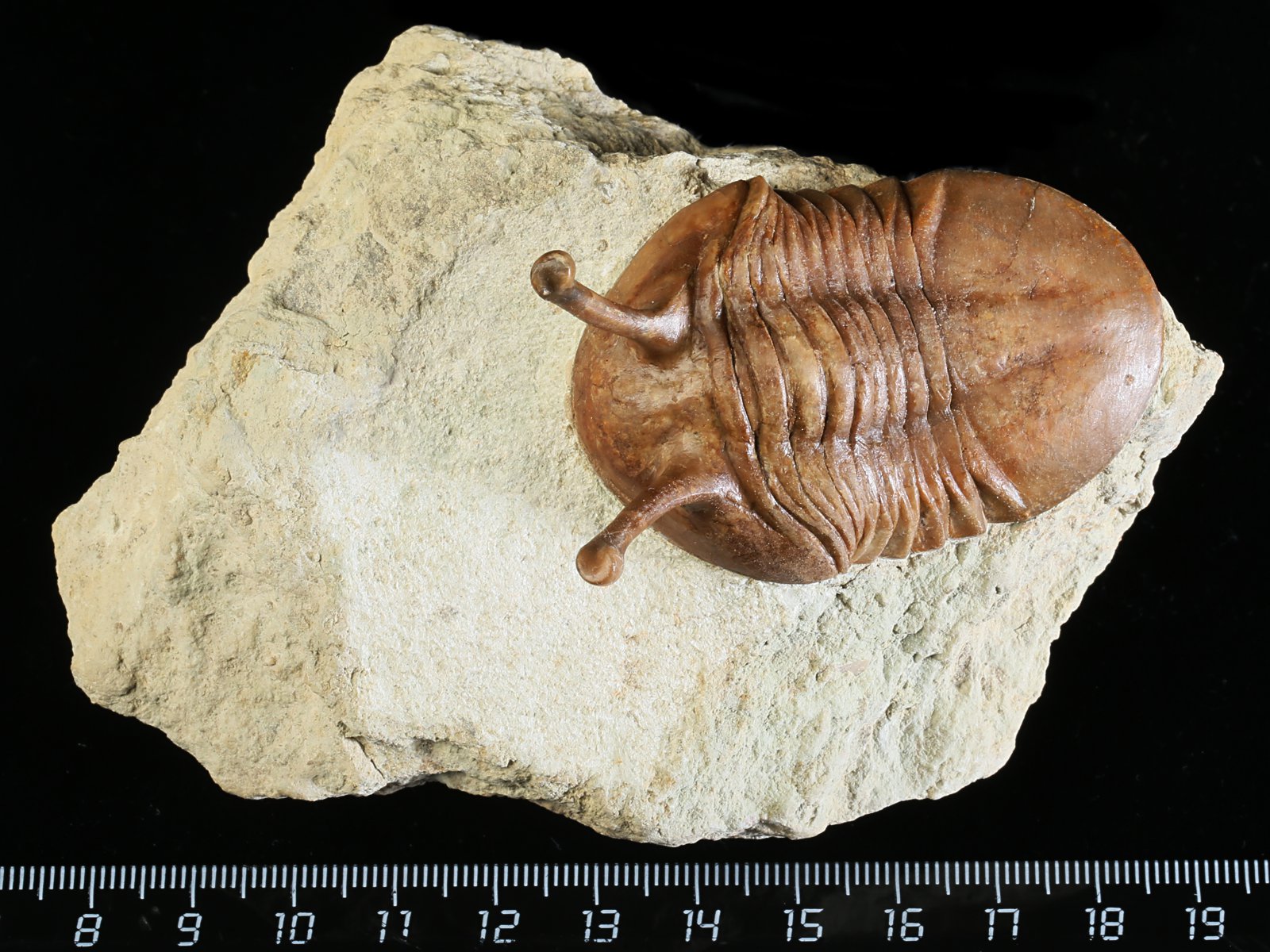 k 10878 Asaphus kowalewskii LAWROW 1868