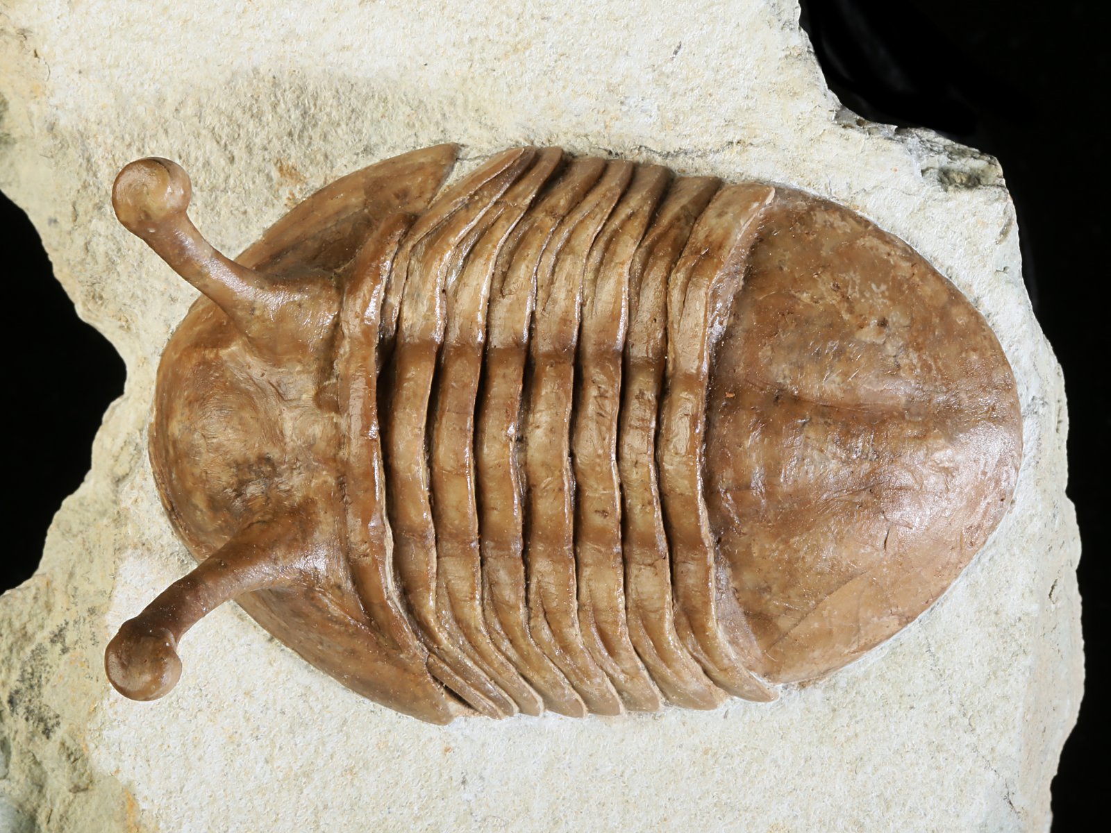 k 10879 1 Asaphus kowalewskii LAWROW 1868 - Image 2