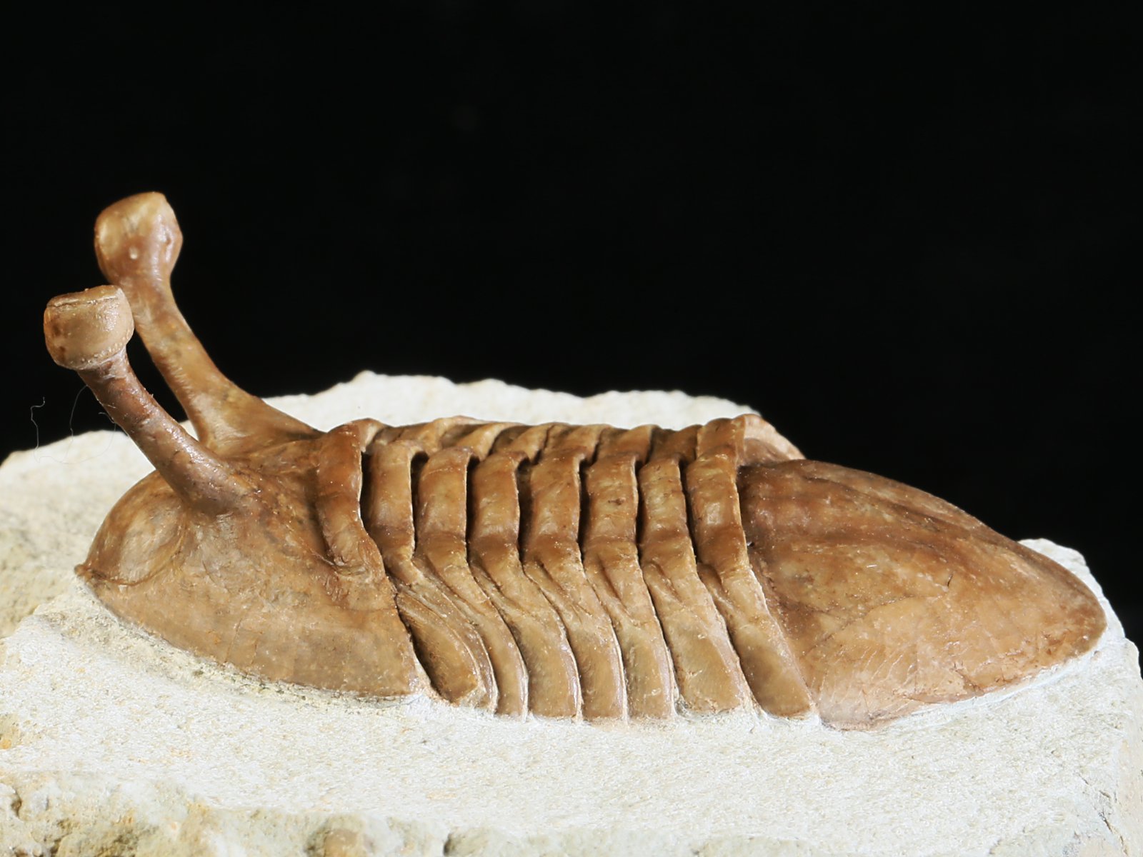 k 10879 2 Asaphus kowalewskii LAWROW 1868 - Image 3