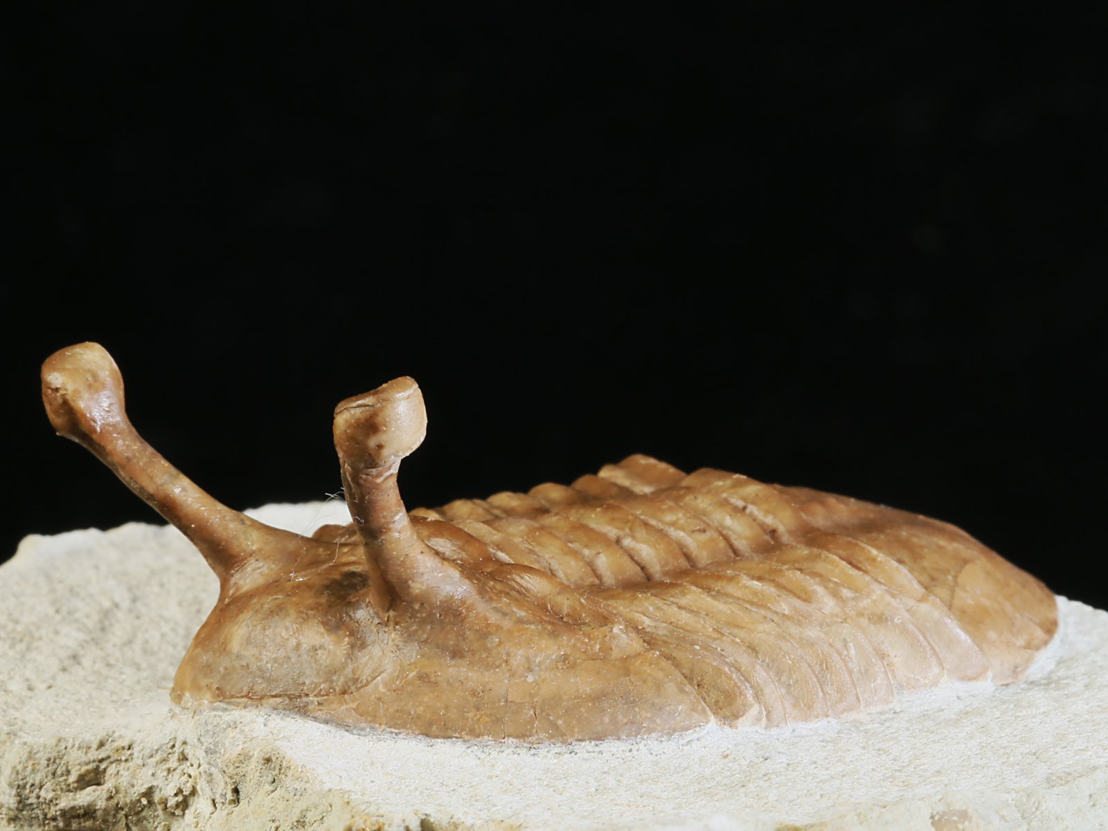 k 10879 3 Asaphus kowalewskii LAWROW 1868 - Image 4