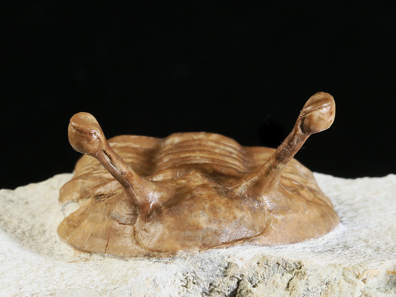 k 10879 4 Asaphus kowalewskii LAWROW 1868 - Image 5