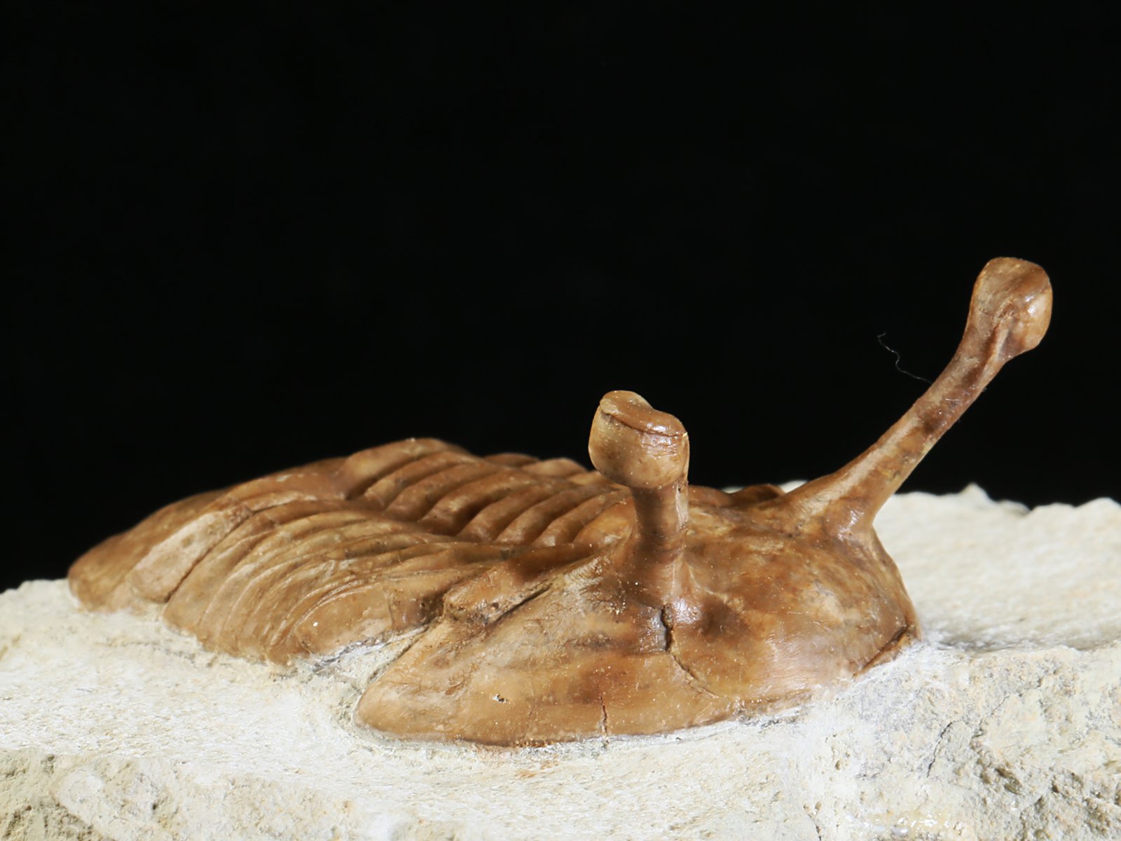 k 10879 5 Asaphus kowalewskii LAWROW 1868 - Image 6