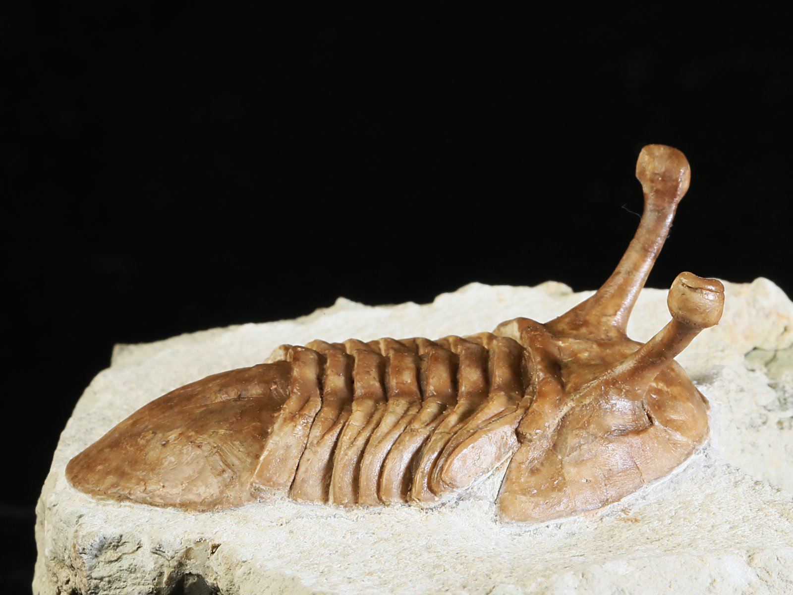 k 10879 6 Asaphus kowalewskii LAWROW 1868 - Image 7