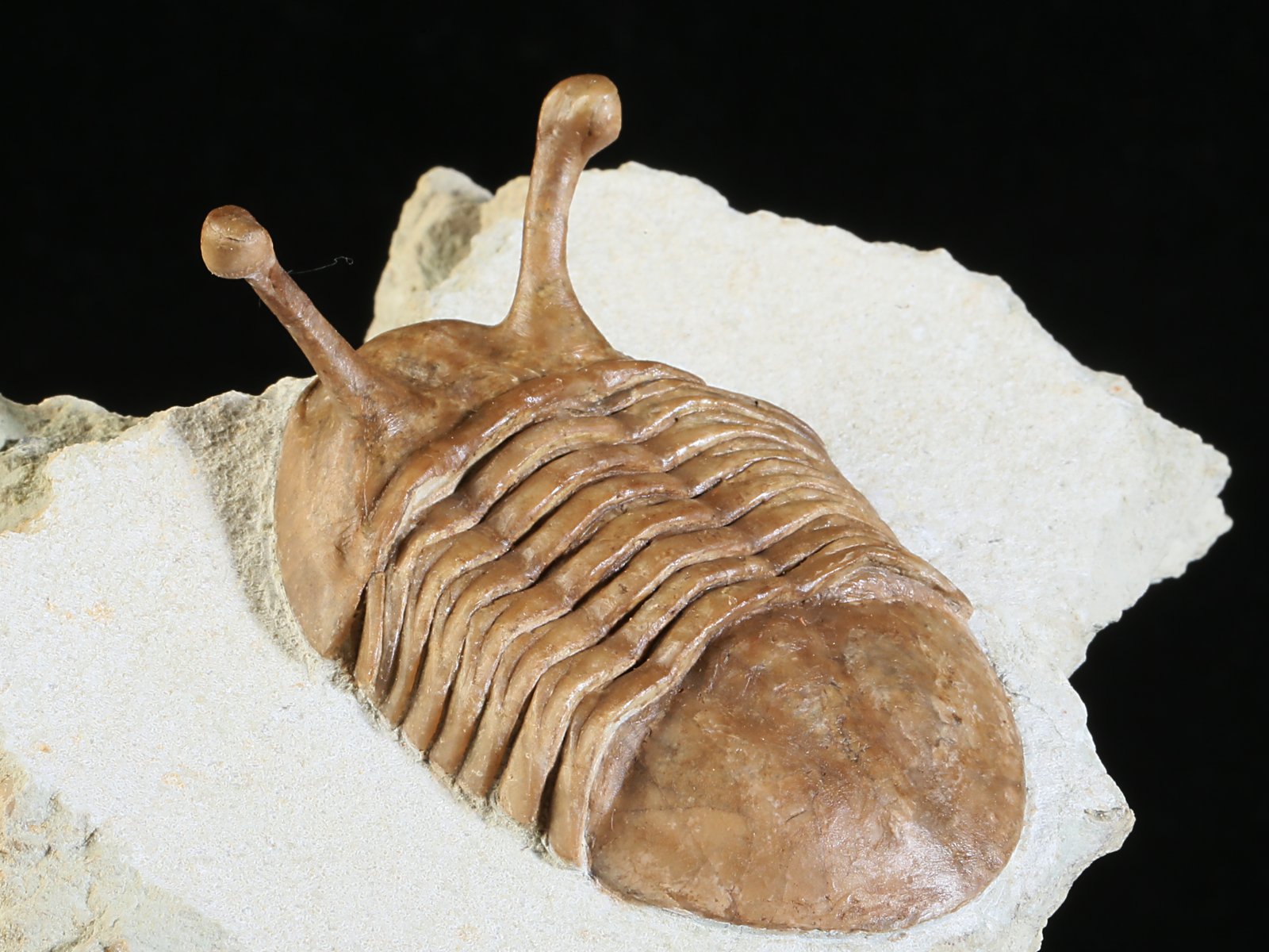 k 10879 8 Asaphus kowalewskii LAWROW 1868 - Image 9