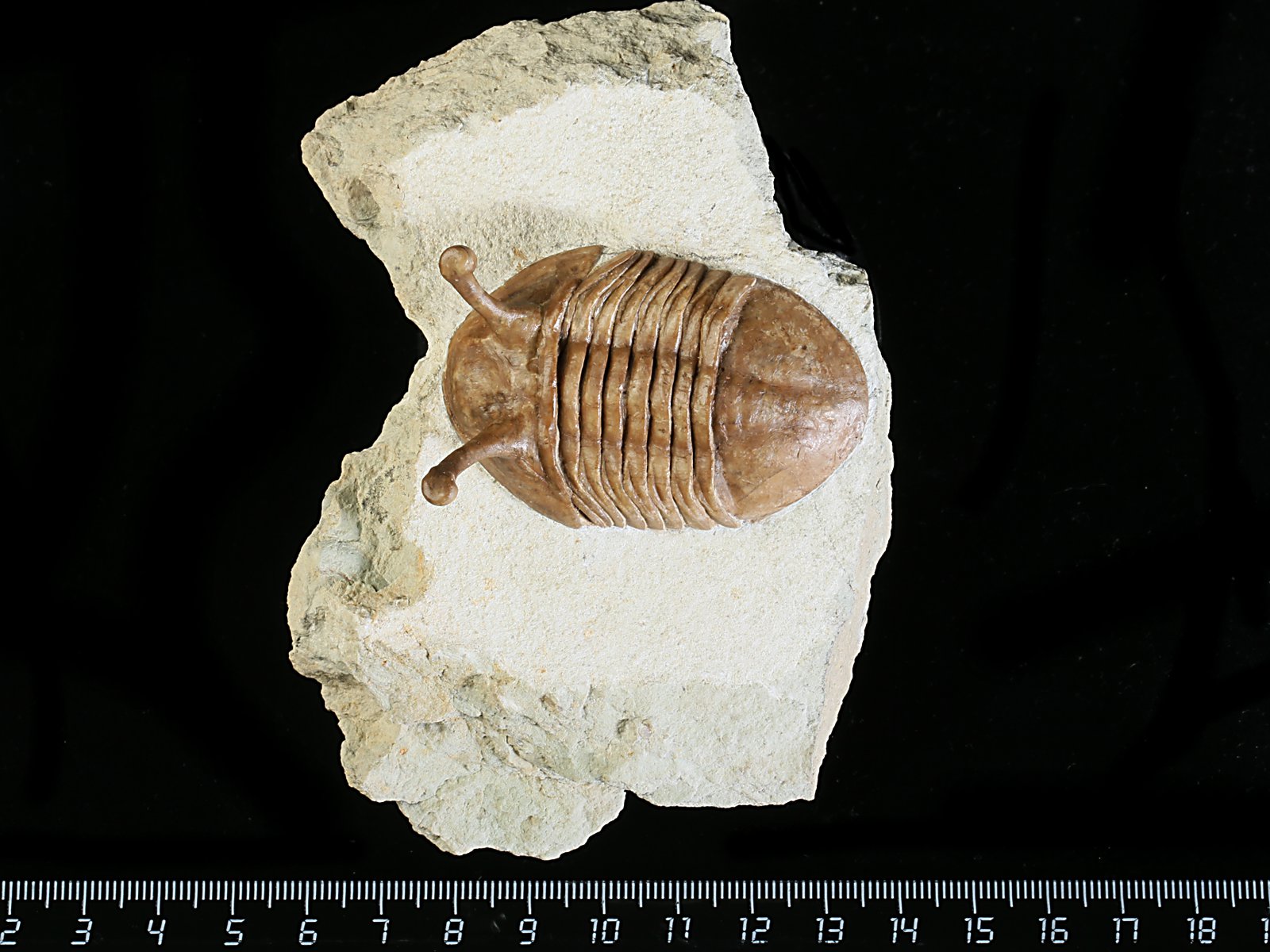 k 10879 Asaphus kowalewskii LAWROW 1868