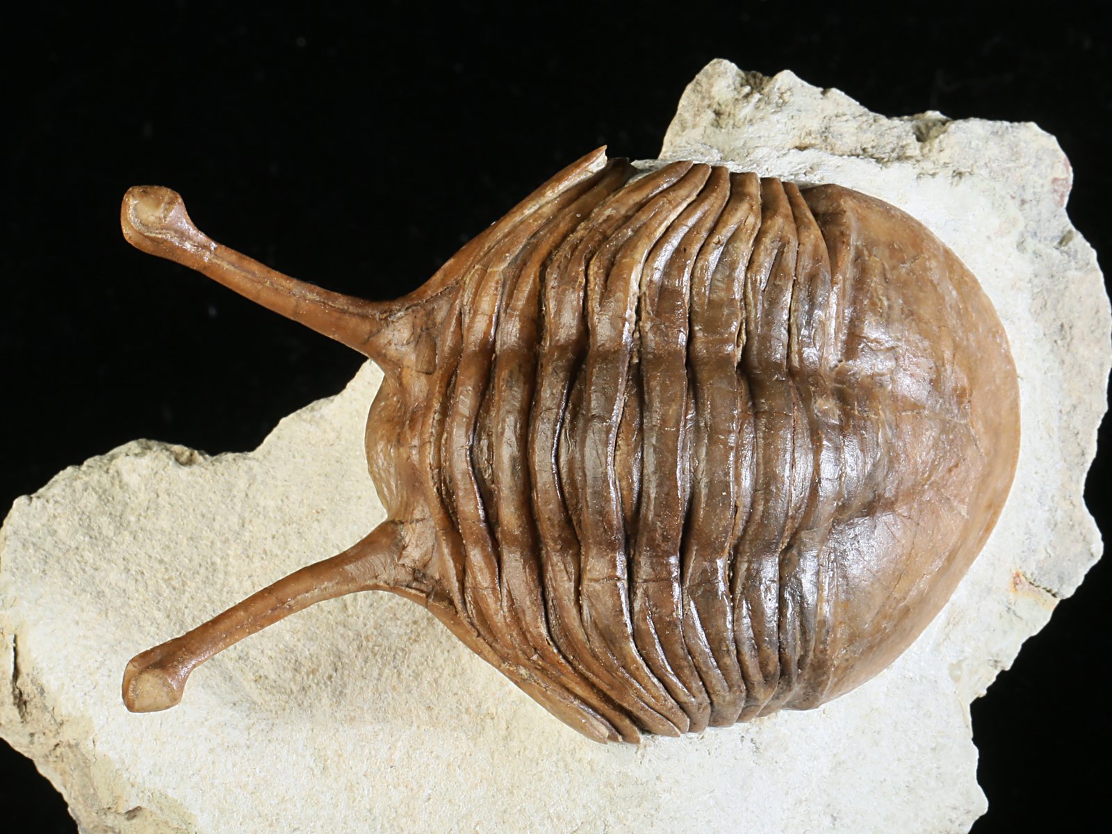 k 10880 1 Asaphus kowalewskii LAWROW 1868 - Image 2