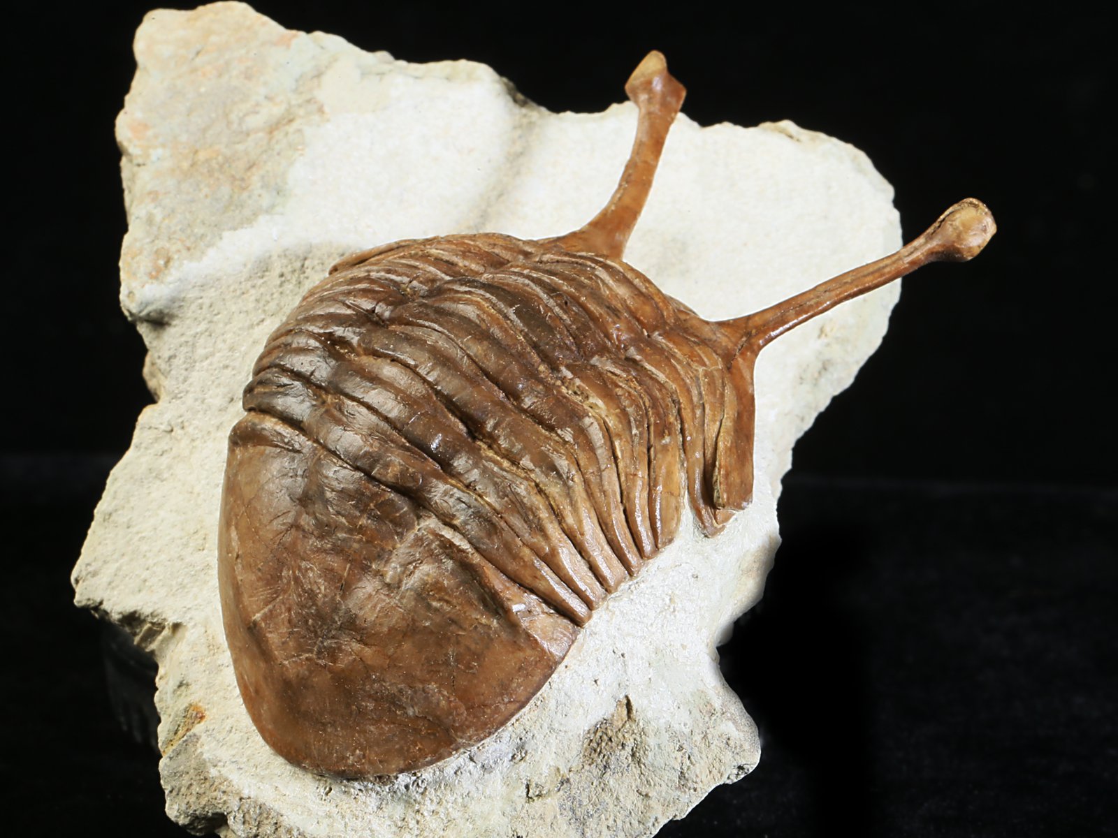 k 10880 10 Asaphus kowalewskii LAWROW 1868 - Image 11