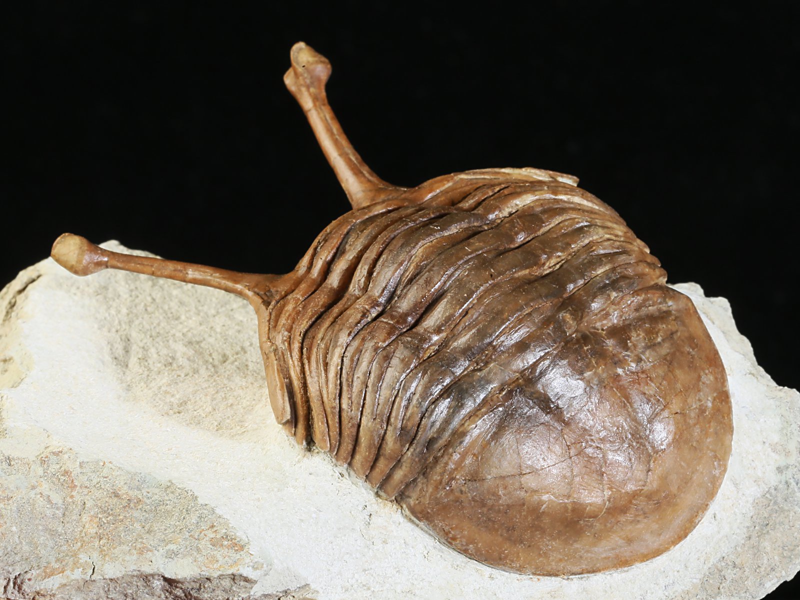 k 10880 11 Asaphus kowalewskii LAWROW 1868 - Image 12