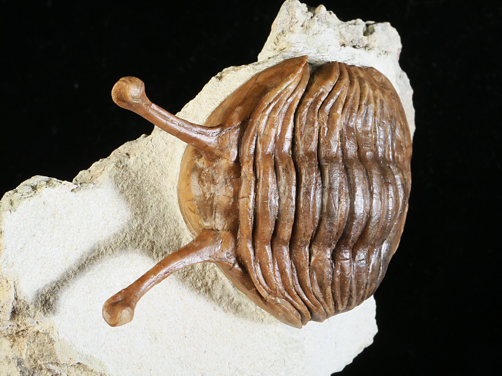 k 10880 2 Asaphus kowalewskii LAWROW 1868 - Image 3