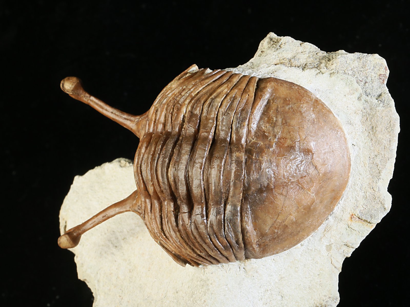 k 10880 3 Asaphus kowalewskii LAWROW 1868 - Image 4