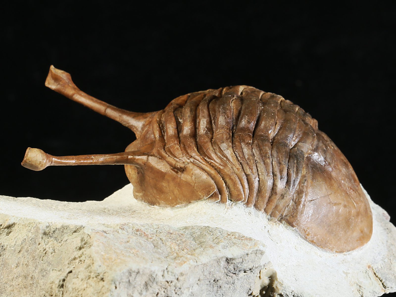 k 10880 4 Asaphus kowalewskii LAWROW 1868 - Image 5