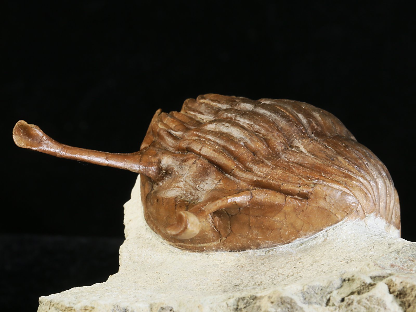 k 10880 5 Asaphus kowalewskii LAWROW 1868 - Image 6