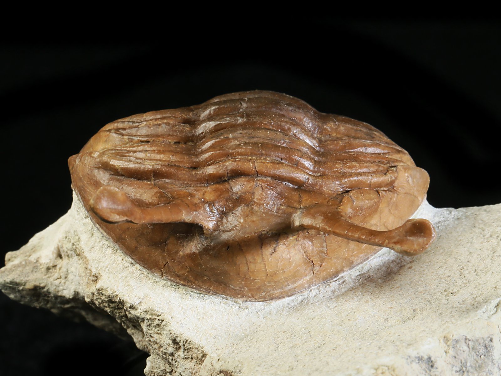 k 10880 6 Asaphus kowalewskii LAWROW 1868 - Image 7