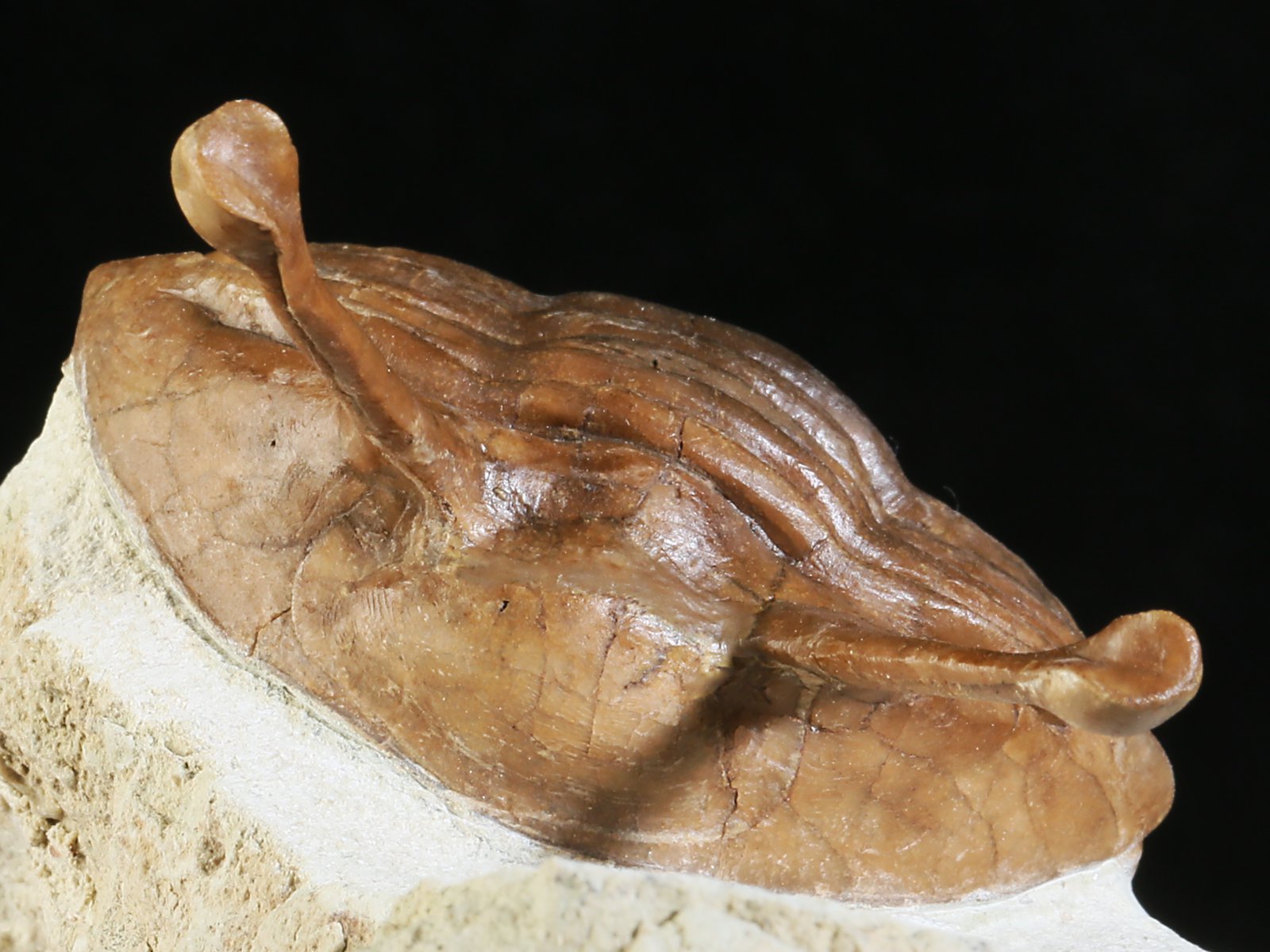 k 10880 7 Asaphus kowalewskii LAWROW 1868 - Image 8