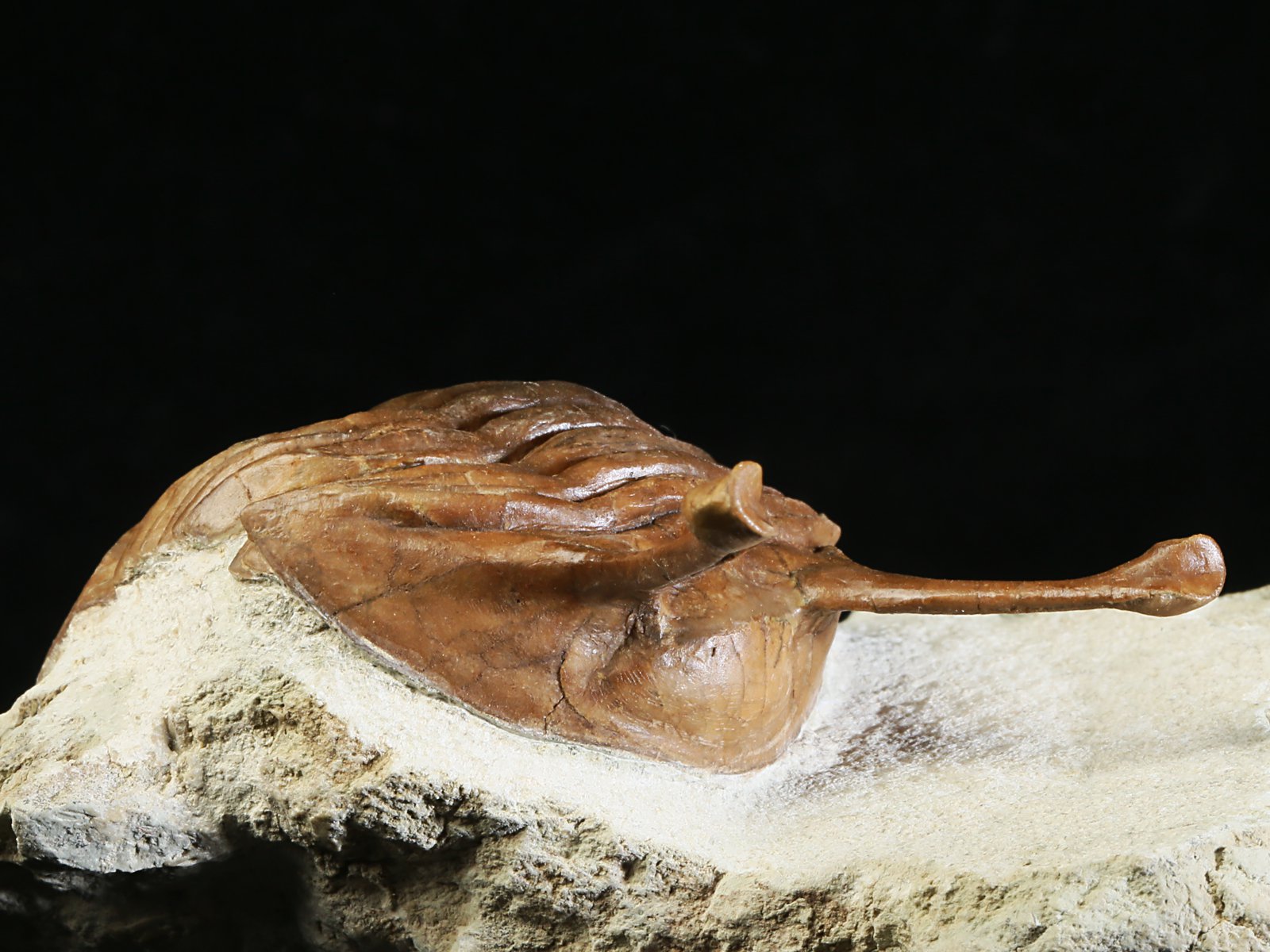 k 10880 8 Asaphus kowalewskii LAWROW 1868 - Image 9