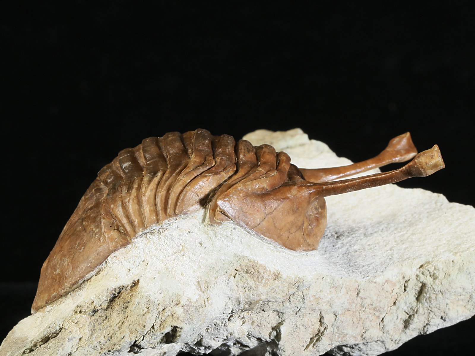 k 10880 9 Asaphus kowalewskii LAWROW 1868 - Image 10