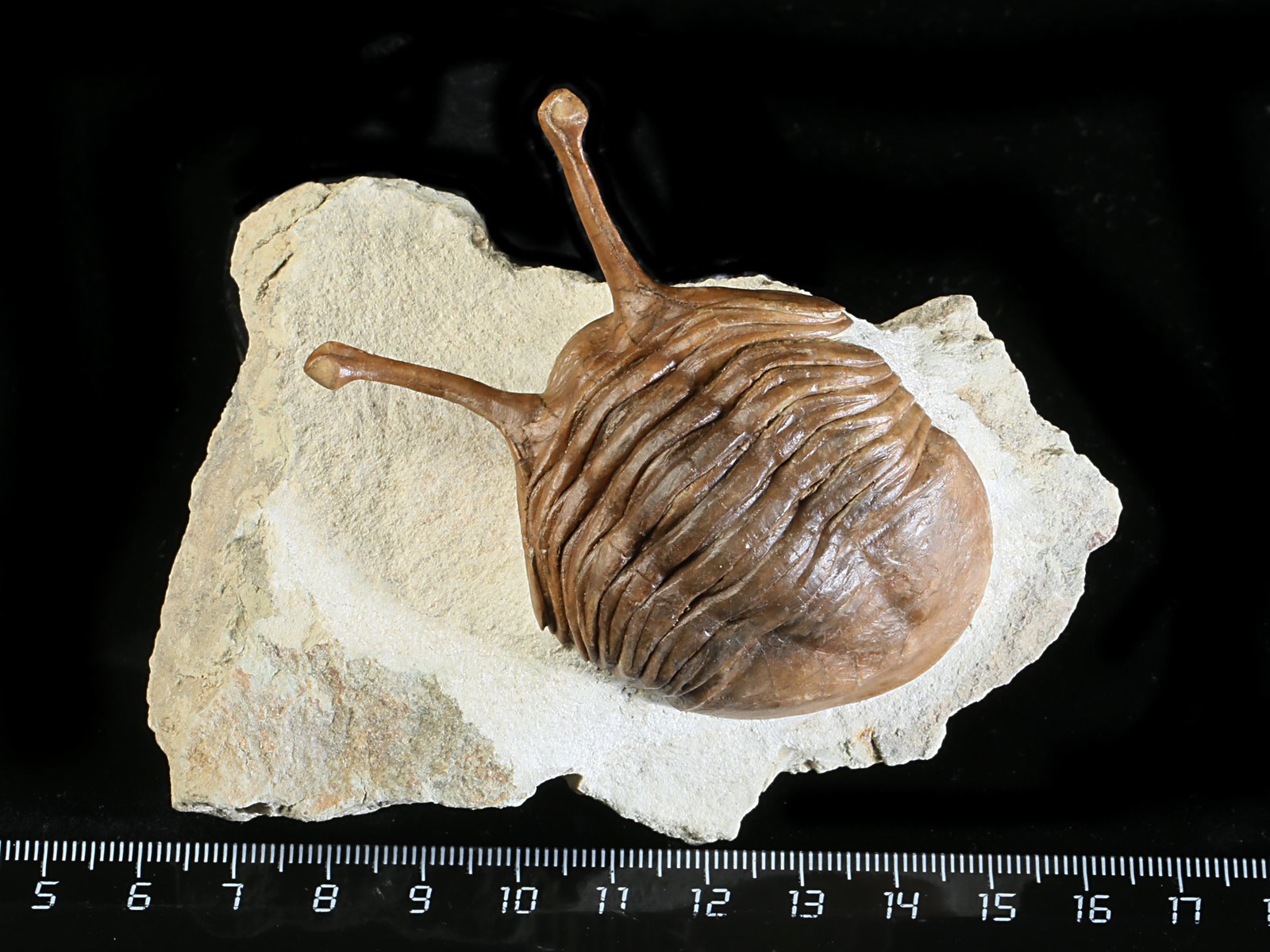 k 10880 Asaphus kowalewskii LAWROW 1868