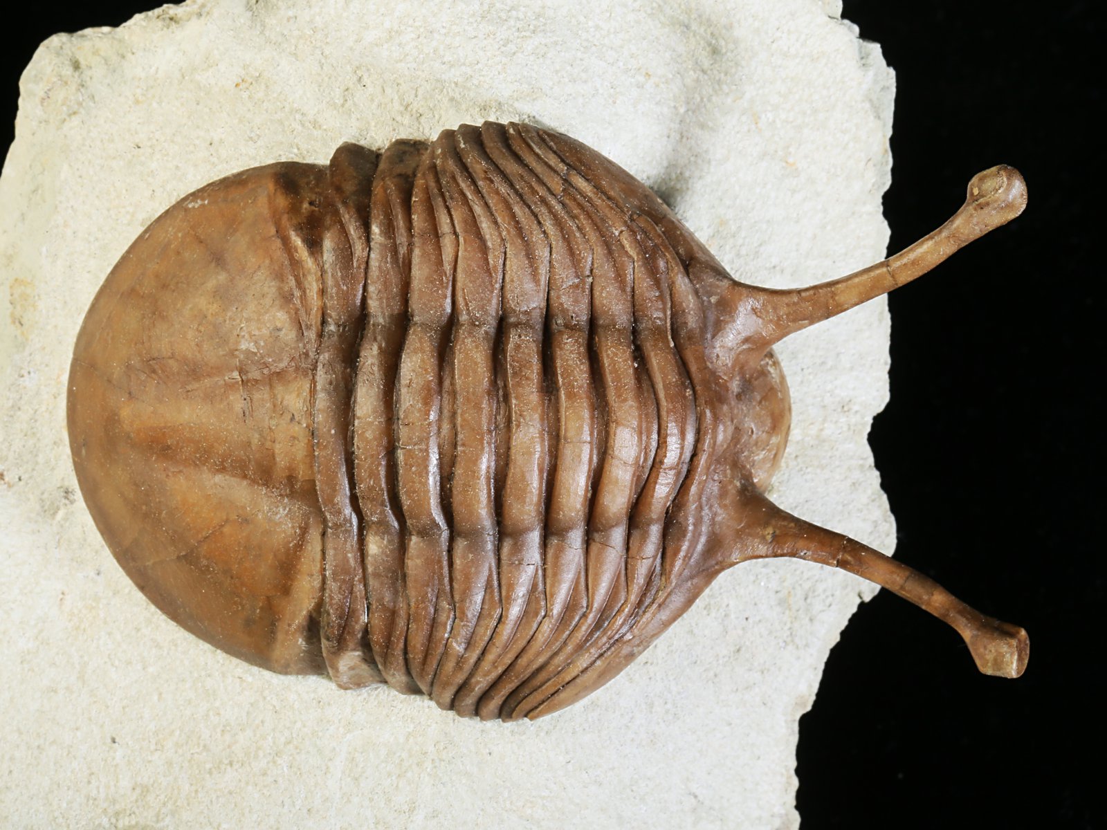 k 10881 1 Asaphus kowalewskii LAWROW 1868 - Image 2