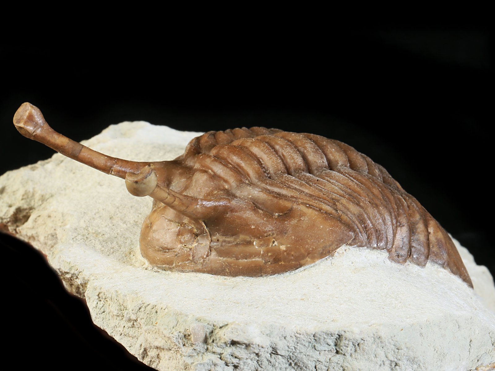 k 10881 10 Asaphus kowalewskii LAWROW 1868 - Image 11