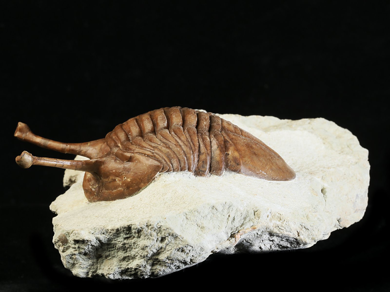 k 10881 11 Asaphus kowalewskii LAWROW 1868 - Image 12