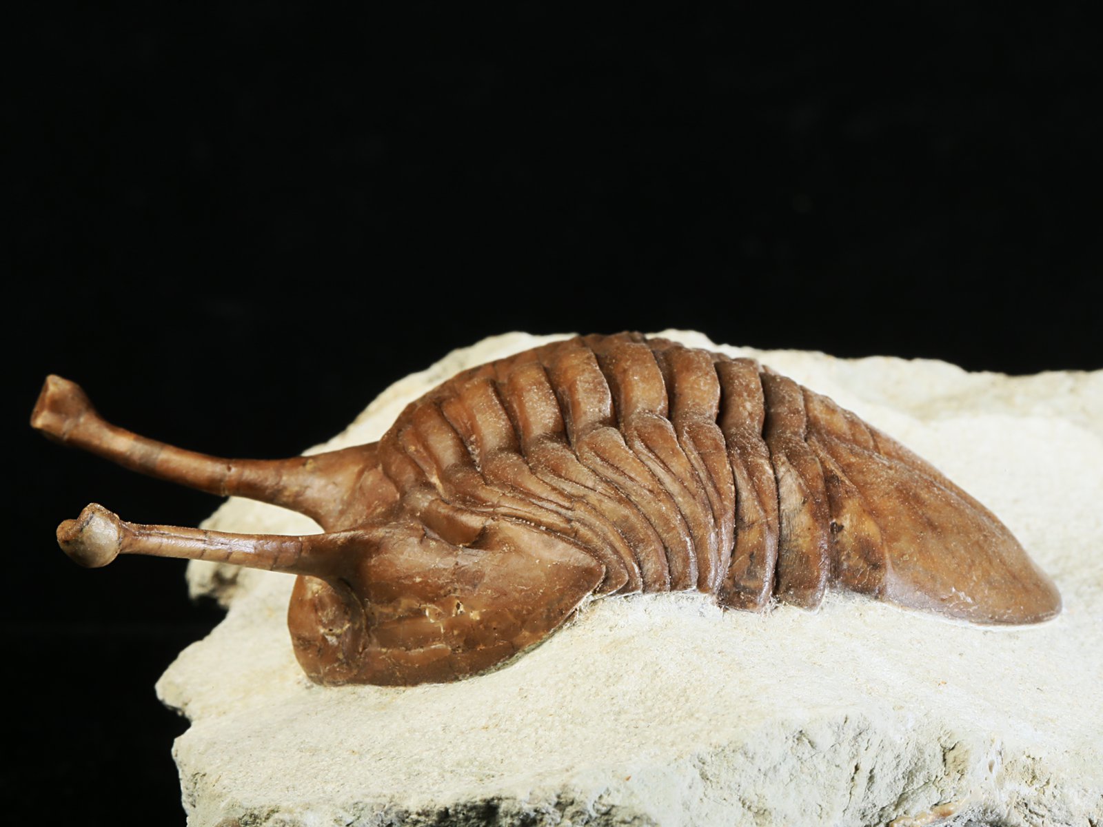 k 10881 12 Asaphus kowalewskii LAWROW 1868 - Image 13