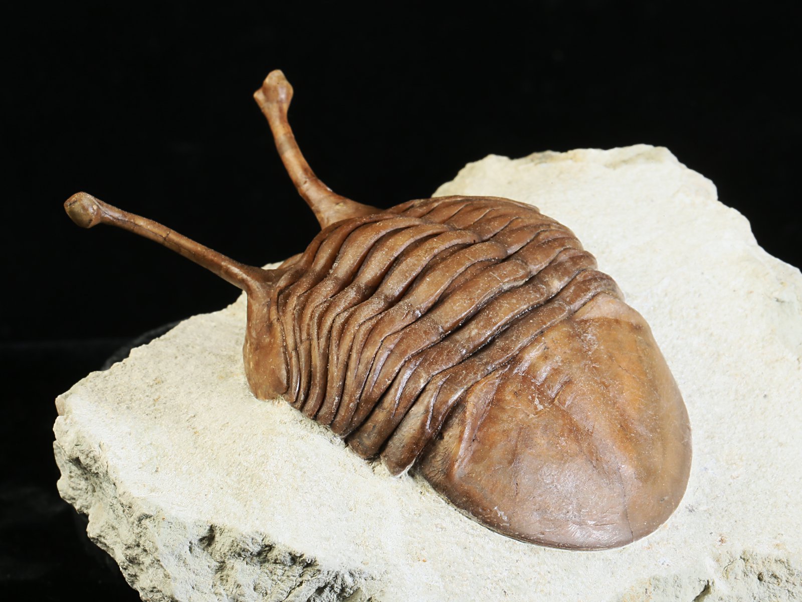 k 10881 13 Asaphus kowalewskii LAWROW 1868 - Image 14