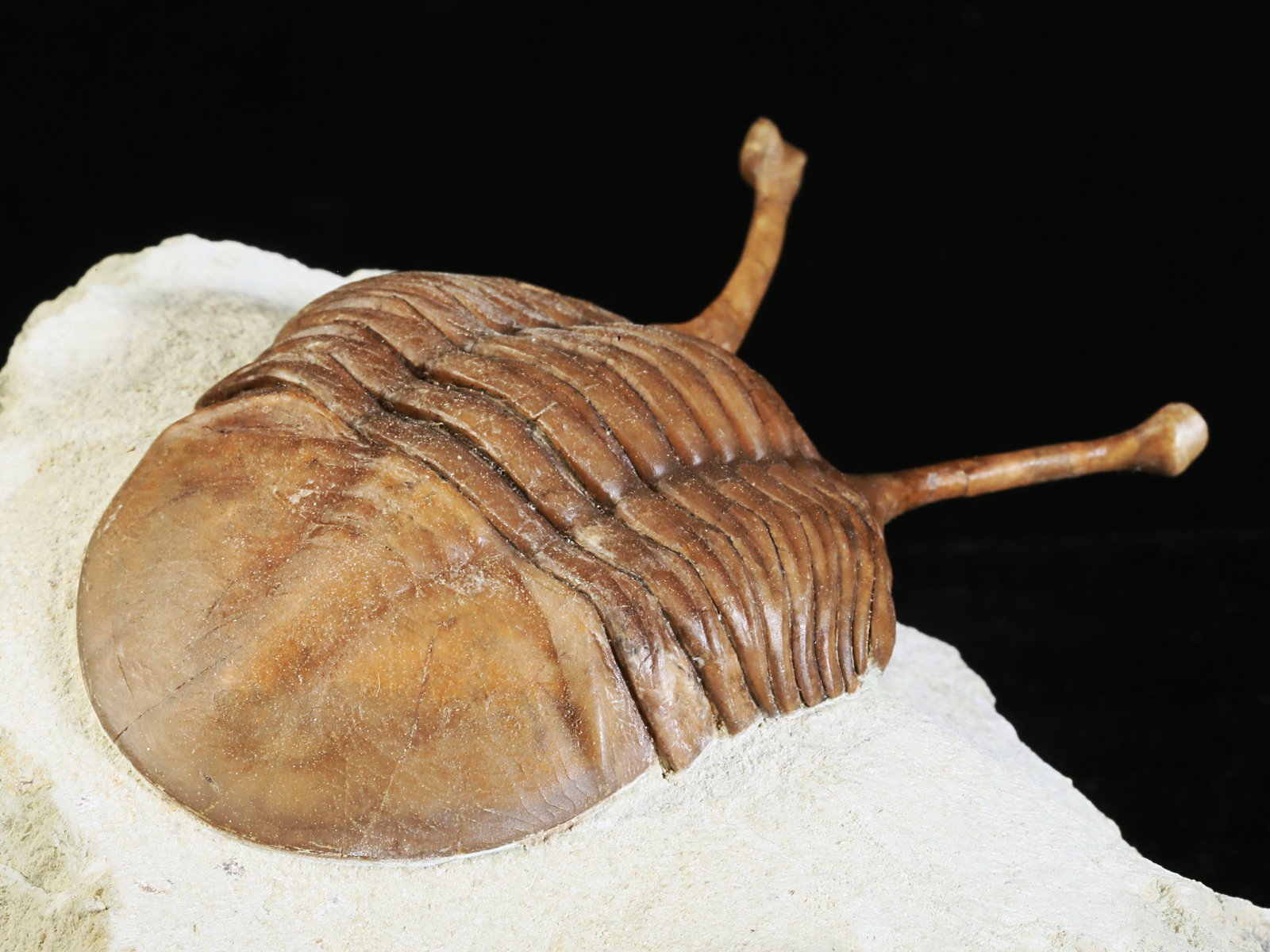 k 10881 14 Asaphus kowalewskii LAWROW 1868 - Image 15