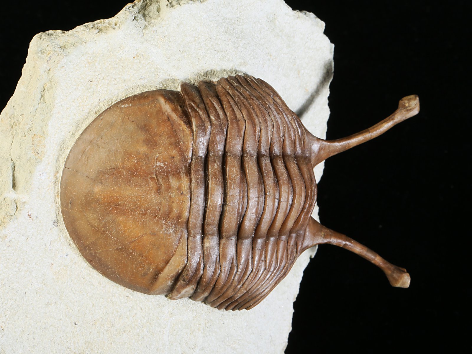 k 10881 2 Asaphus kowalewskii LAWROW 1868 - Image 3