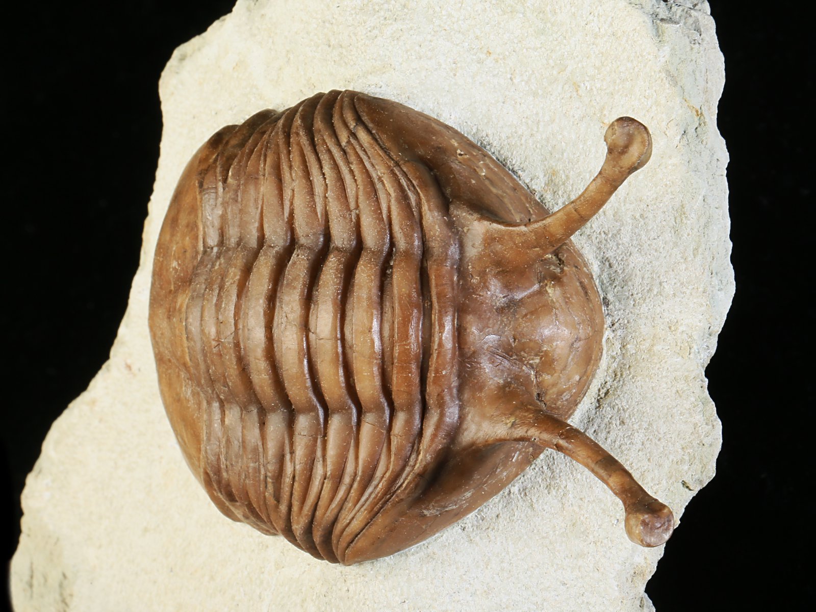 k 10881 3 Asaphus kowalewskii LAWROW 1868 - Image 4