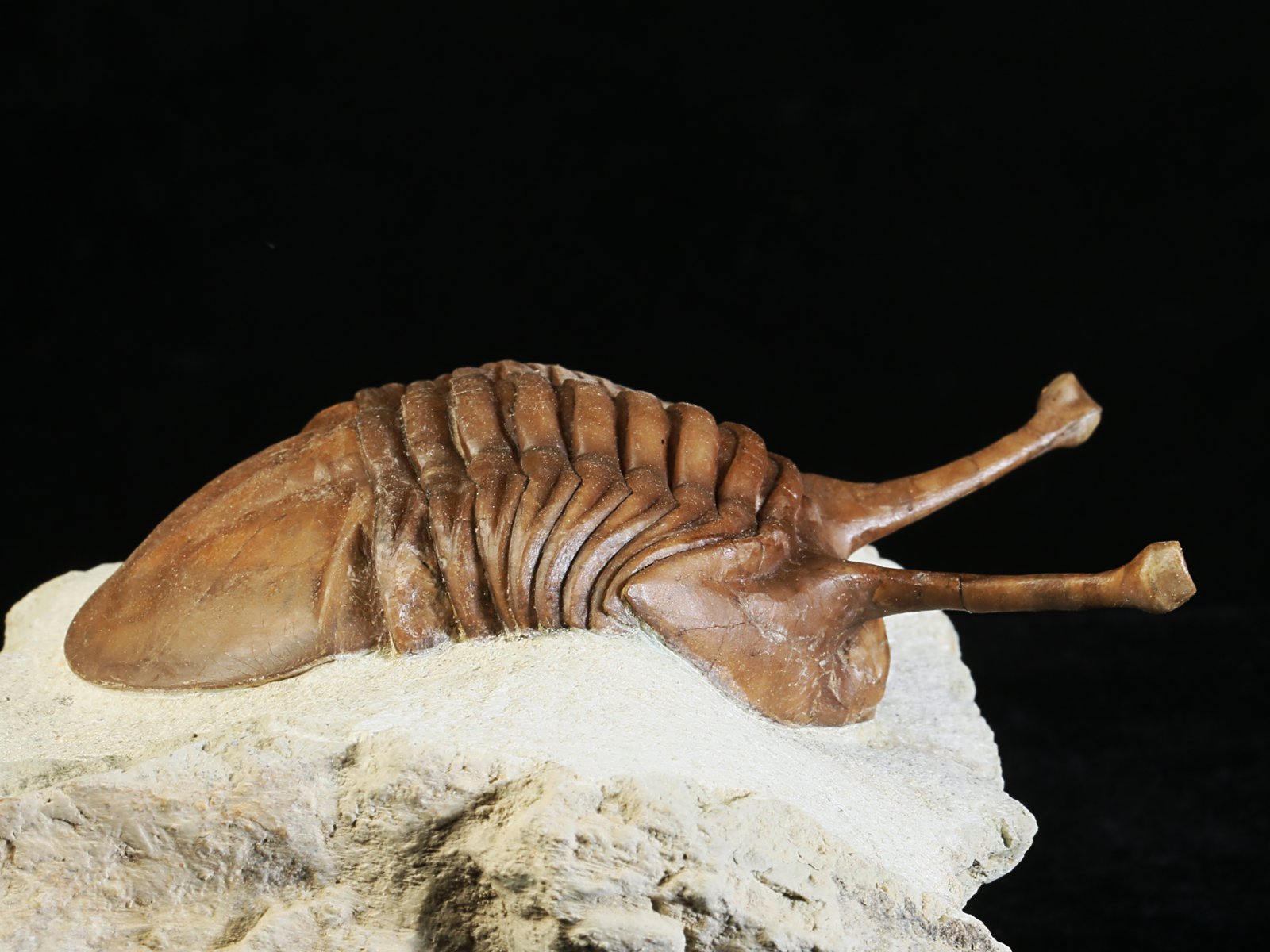 k 10881 4 Asaphus kowalewskii LAWROW 1868 - Image 5