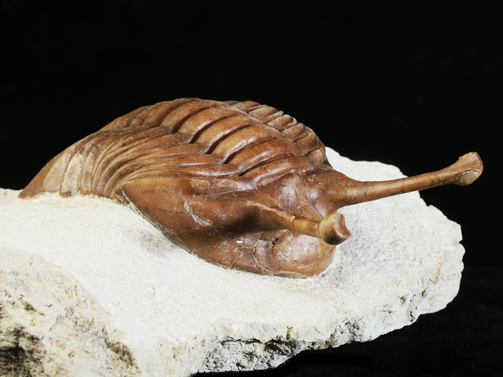 k 10881 5 Asaphus kowalewskii LAWROW 1868 - Image 6