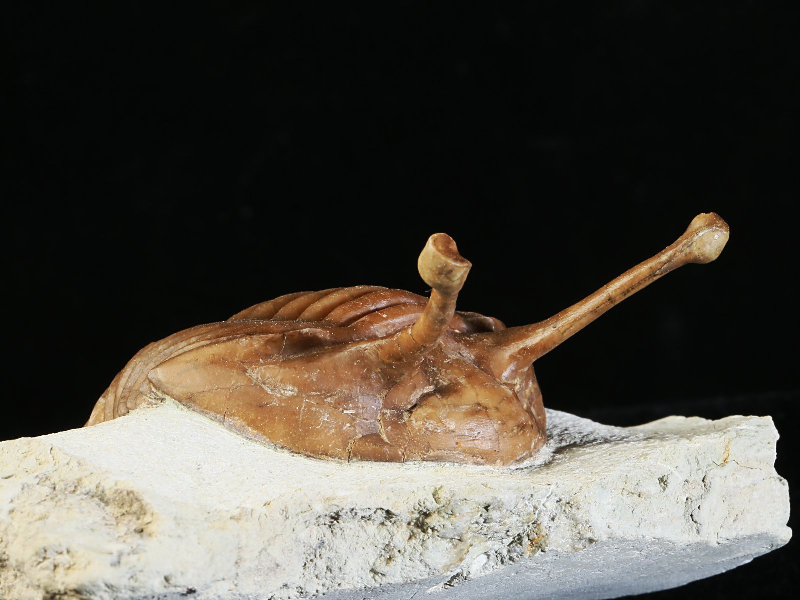 k 10881 6 Asaphus kowalewskii LAWROW 1868 - Image 7