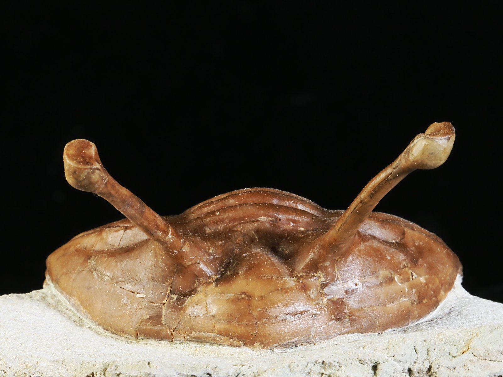 k 10881 7 Asaphus kowalewskii LAWROW 1868 - Image 8