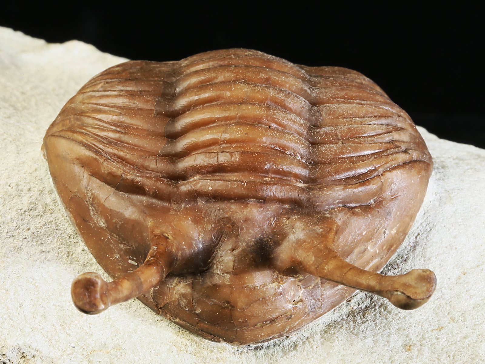 k 10881 8 Asaphus kowalewskii LAWROW 1868 - Image 9