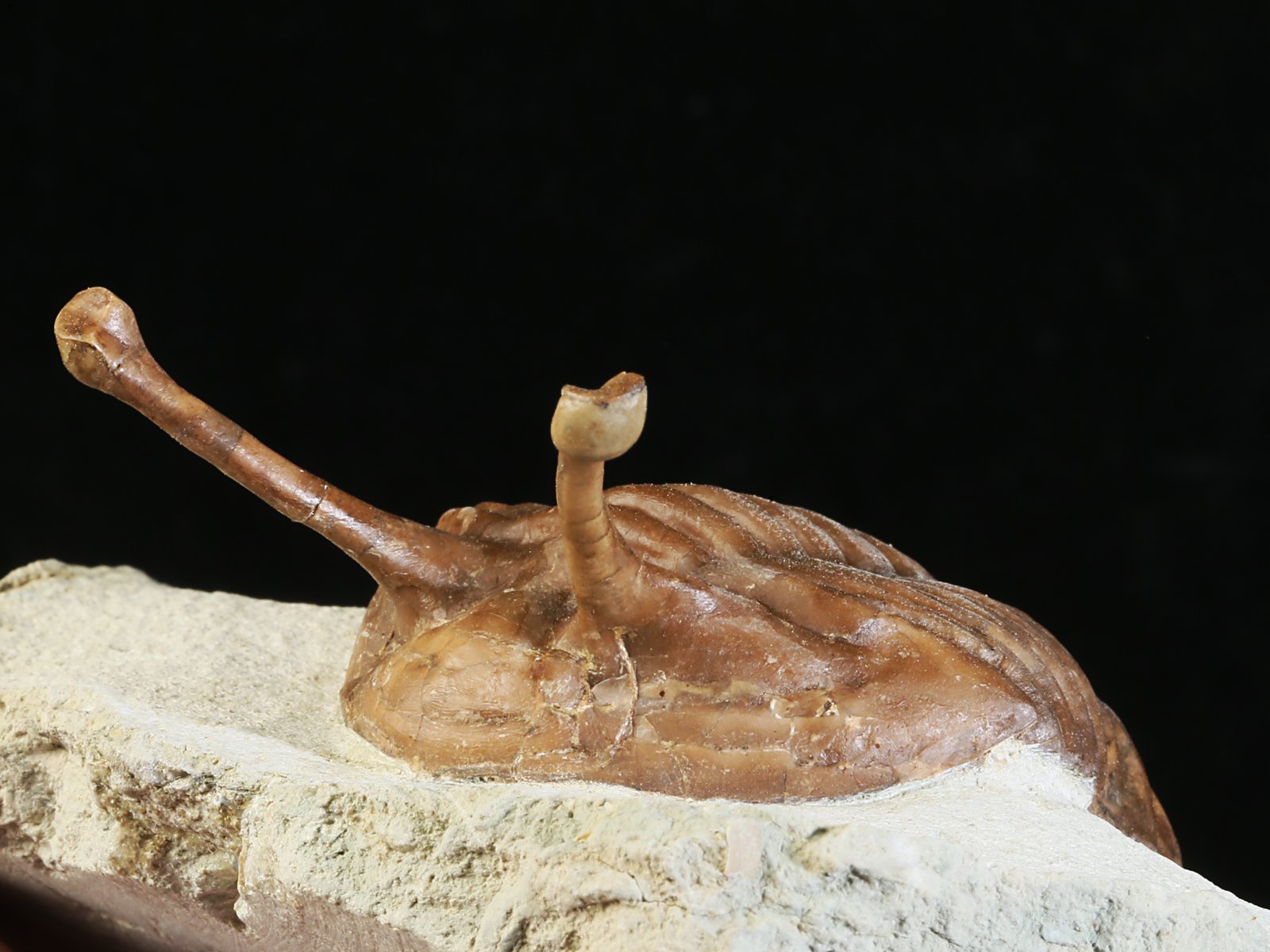 k 10881 9 Asaphus kowalewskii LAWROW 1868 - Image 10