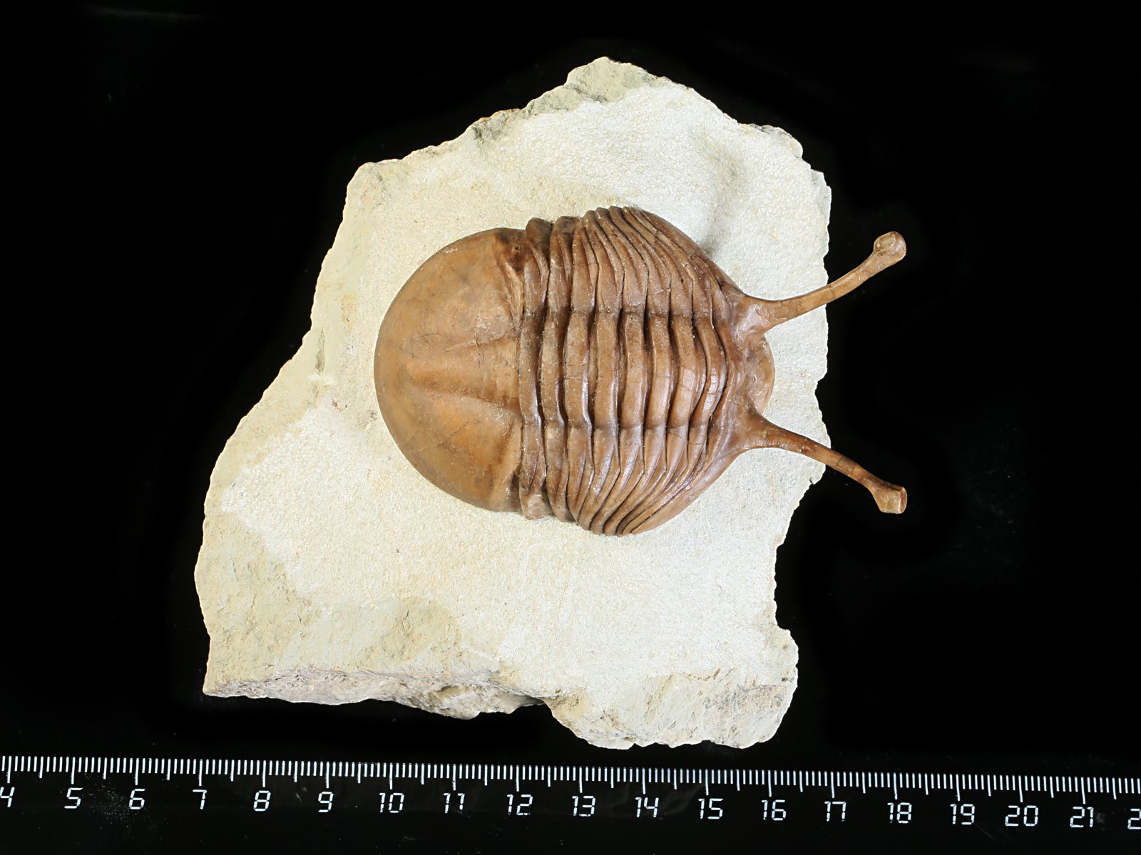 k 10881 Asaphus kowalewskii LAWROW 1868