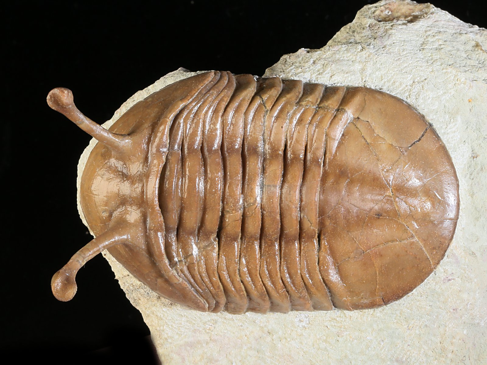 k 10883 1 Asaphus kowalewskii LAWROW 1868 - Image 2