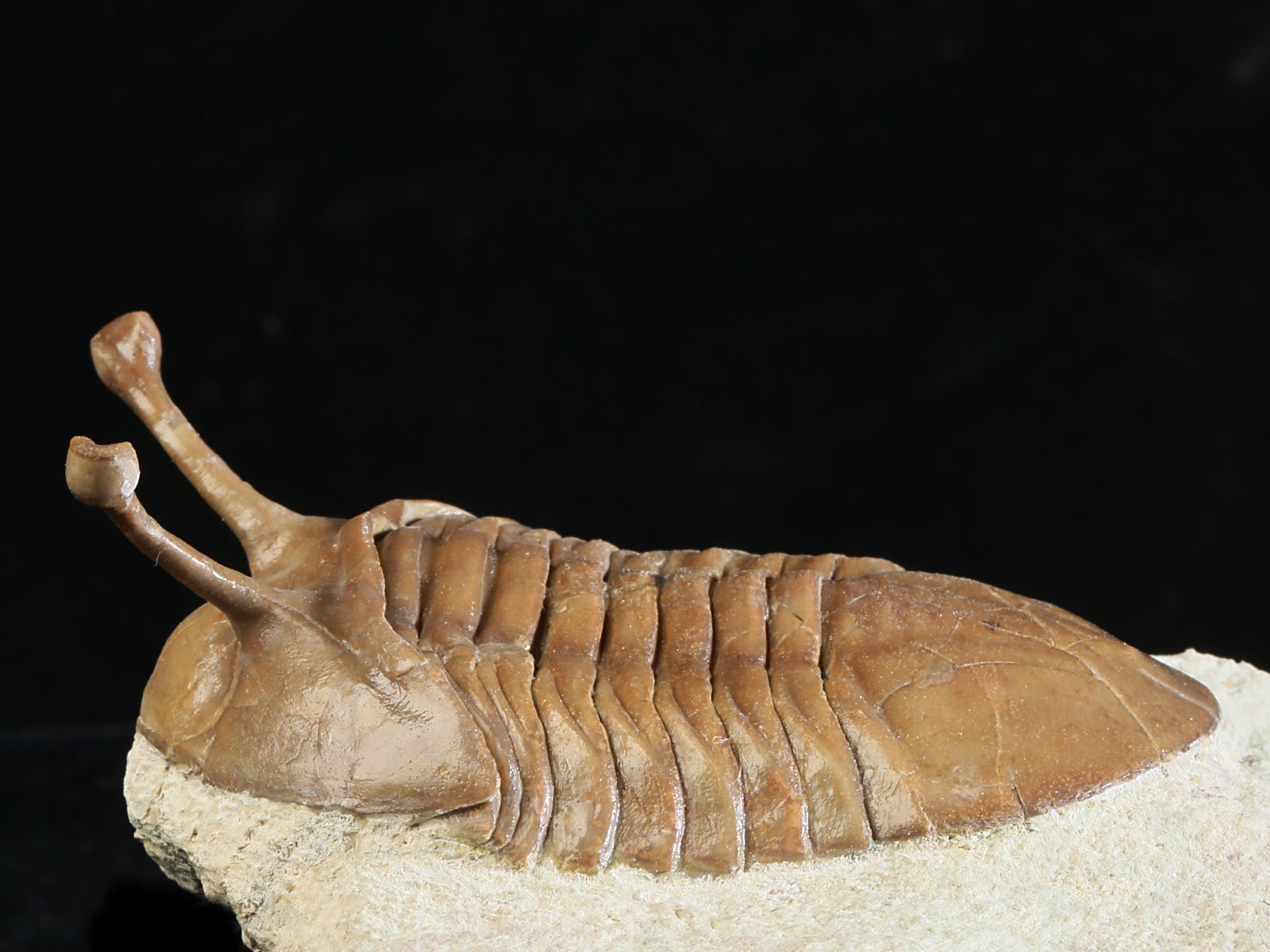 k 10883 2 Asaphus kowalewskii LAWROW 1868 - Image 3