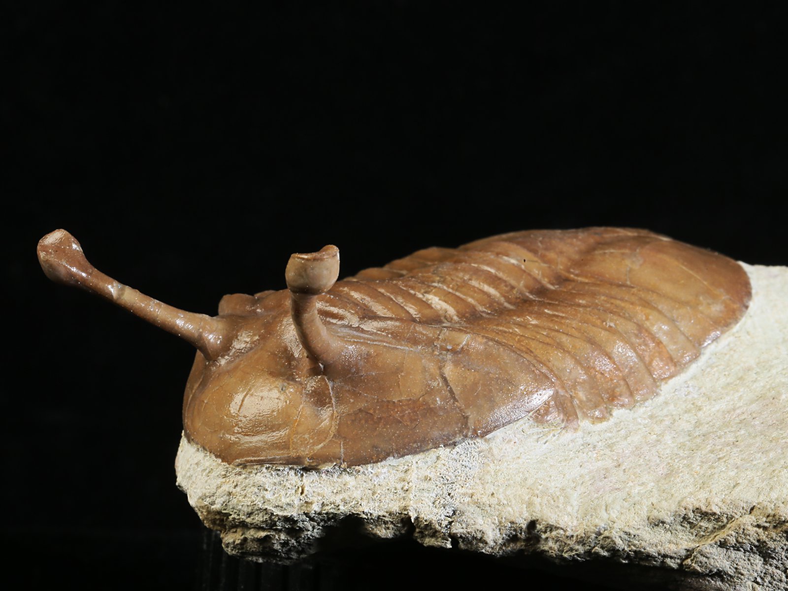 k 10883 3 Asaphus kowalewskii LAWROW 1868 - Image 4