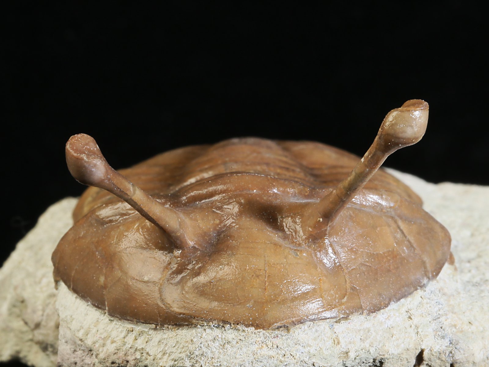 k 10883 4 Asaphus kowalewskii LAWROW 1868 - Image 5