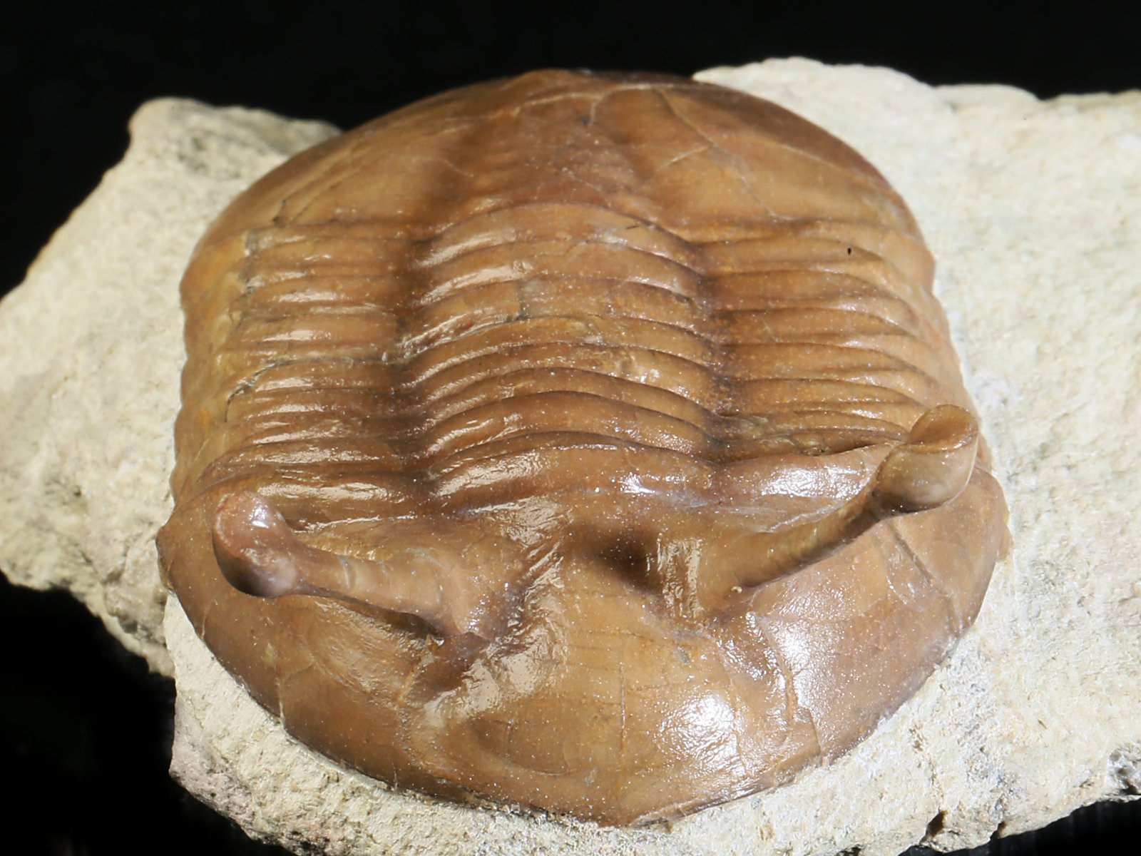 k 10883 5 Asaphus kowalewskii LAWROW 1868 - Image 6